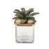 CAJITA GLASS PALMERA image 0